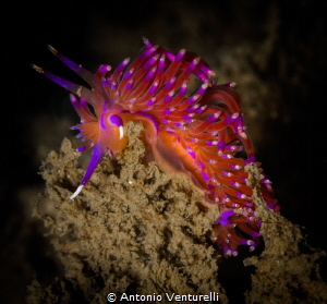 During my dives in Goa,sometimes I came across a Flabelli... by Antonio Venturelli 